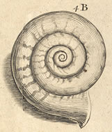 image: seashell